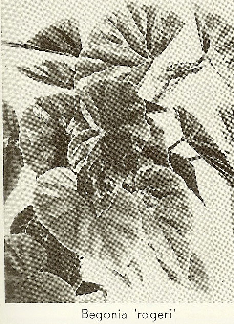 B. ‘Rogeri’